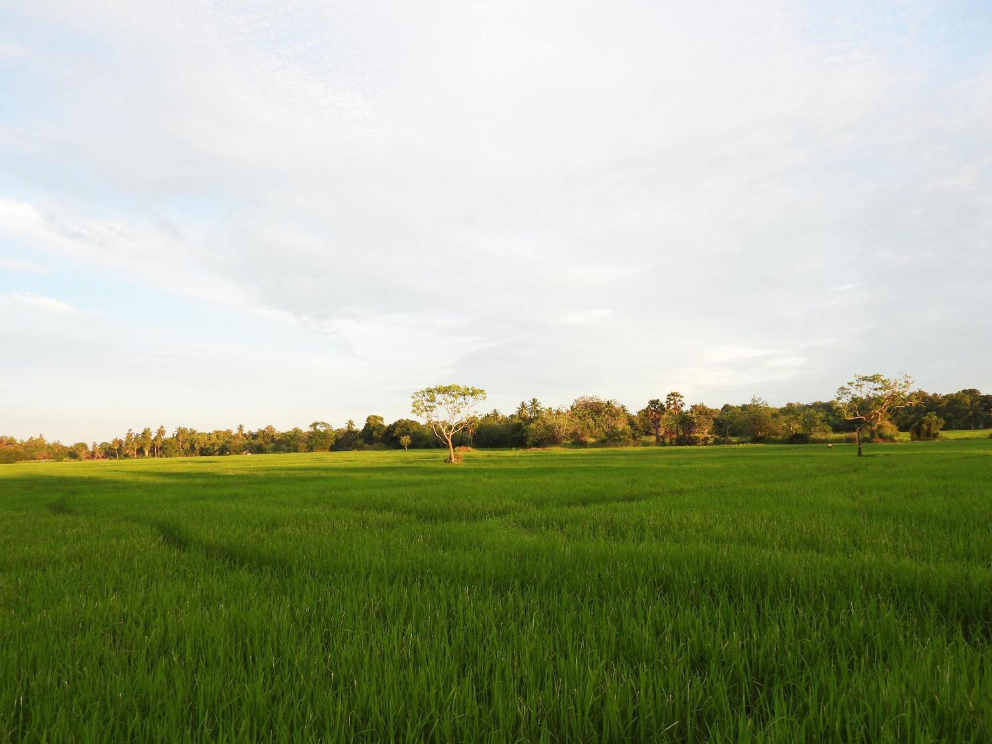 Green Sapphire Holiday Resort Wilpaththu ウィルパットゥ エクステリア 写真