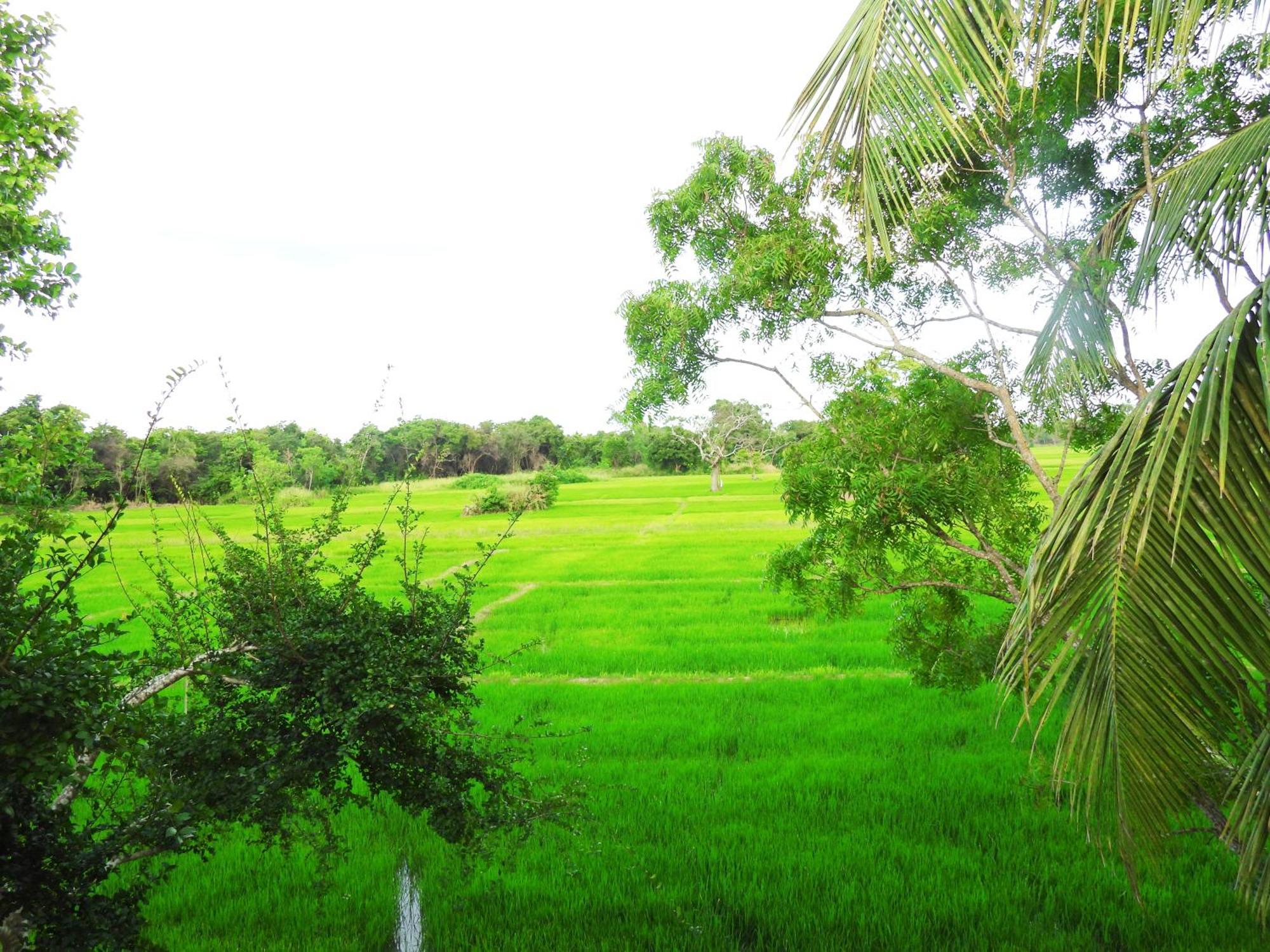 Green Sapphire Holiday Resort Wilpaththu ウィルパットゥ エクステリア 写真