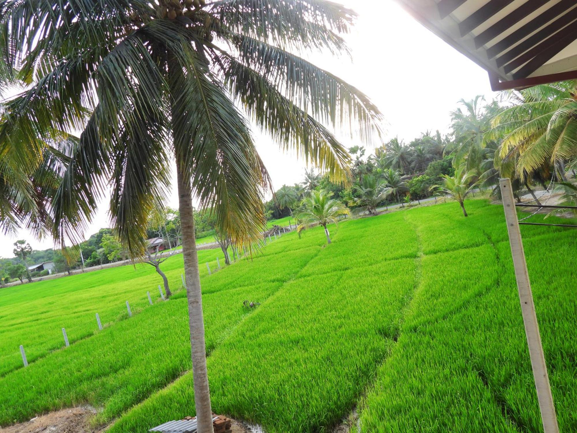 Green Sapphire Holiday Resort Wilpaththu ウィルパットゥ エクステリア 写真