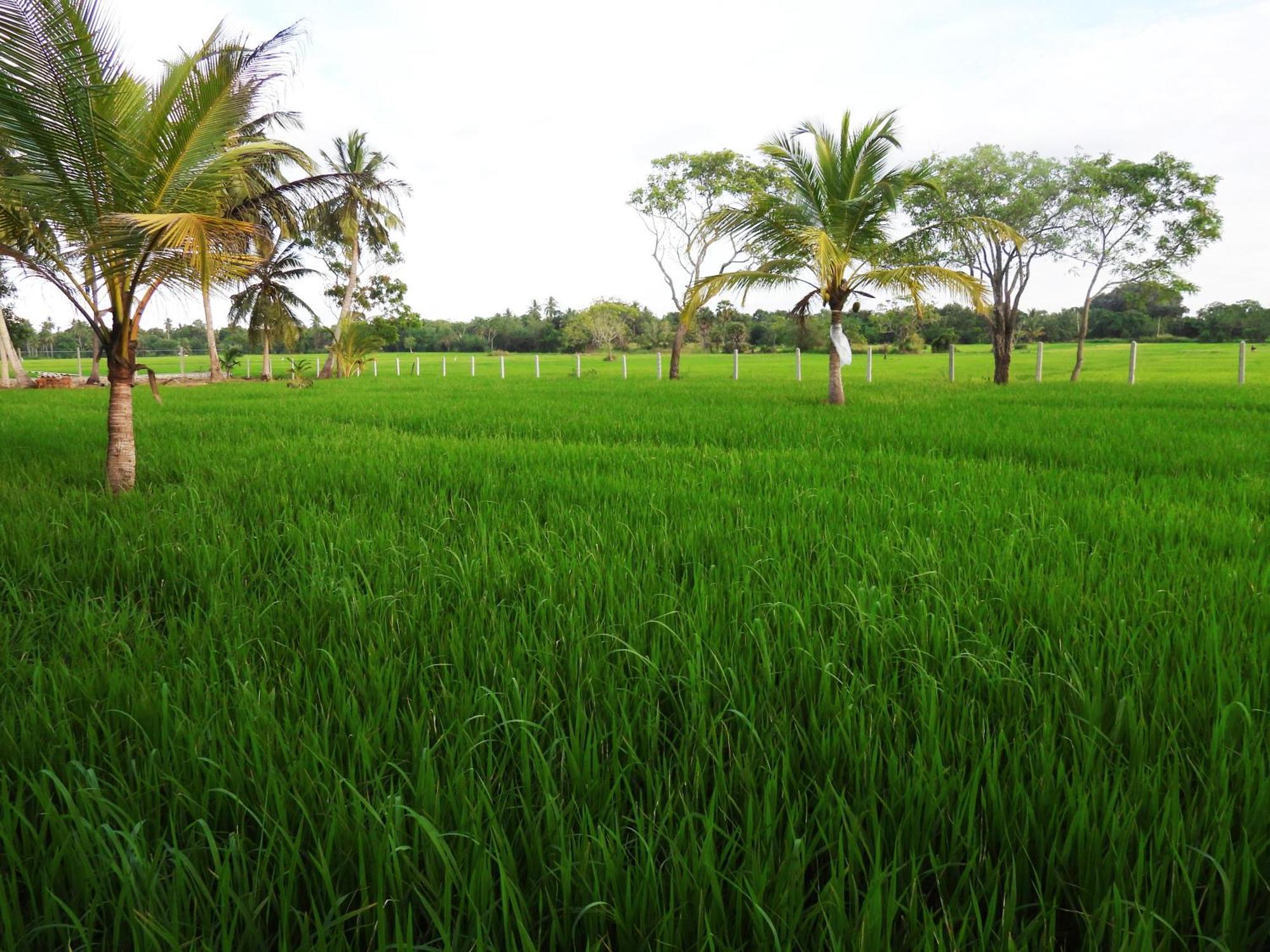 Green Sapphire Holiday Resort Wilpaththu ウィルパットゥ エクステリア 写真
