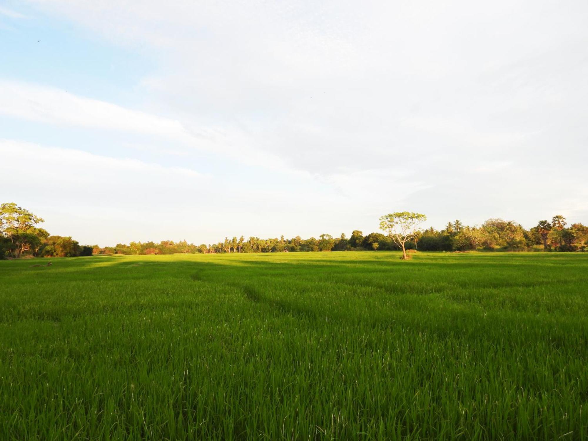 Green Sapphire Holiday Resort Wilpaththu ウィルパットゥ エクステリア 写真